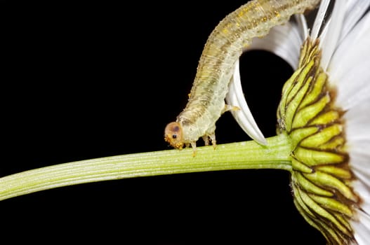 Macro - caterpillar eating the petals of daisy