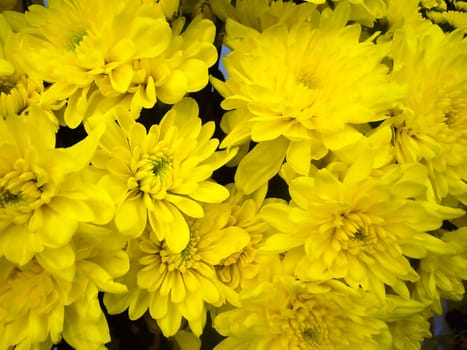 Bouquet of a large number of large, yellow chrysanthemums.