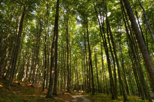 Beechwood and forest path