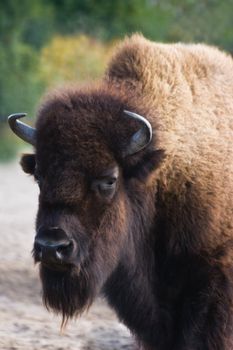 Bison or buffalo with thick brown fur - vertical image