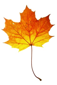 Detail (close-up) of the autumn leaf