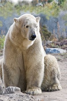 Sitting ice- or polarbear looking - vertical image