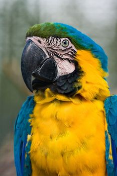 Yellow and blue parrot sitting on branch and looking