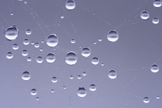 Close-up of the spider web wet with dew