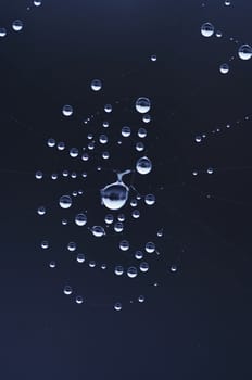 Close-up of the spider web wet with dew