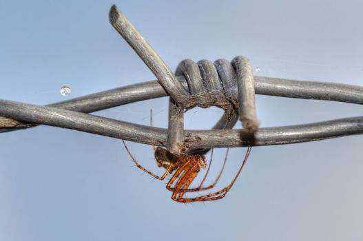 Macro of the spider on the barbwire