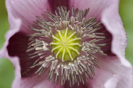 Close-up (macro) of the bloom of poppy