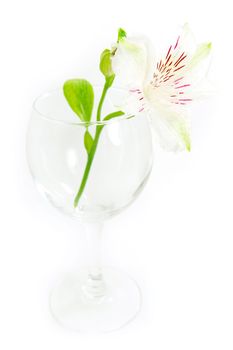 empty crystal glass with white amaryllis
