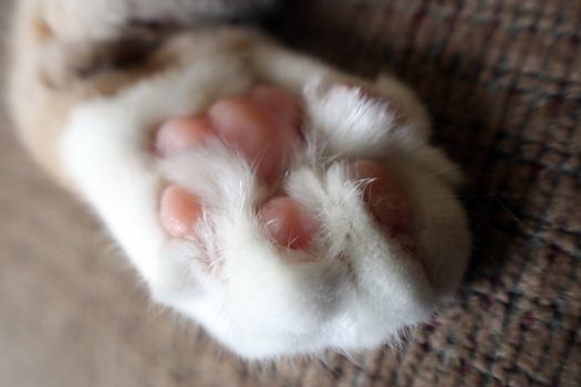 white kitty paw