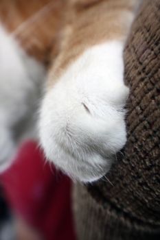 white kitty paw