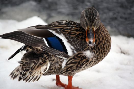 female mallard duck in the snow