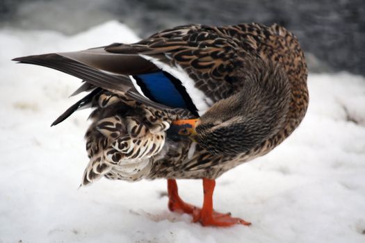 female mallard duck in the snow