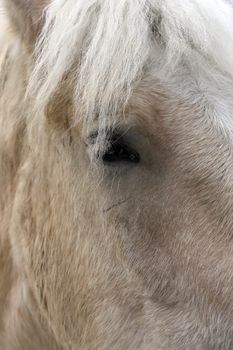 close up of blond horse's face