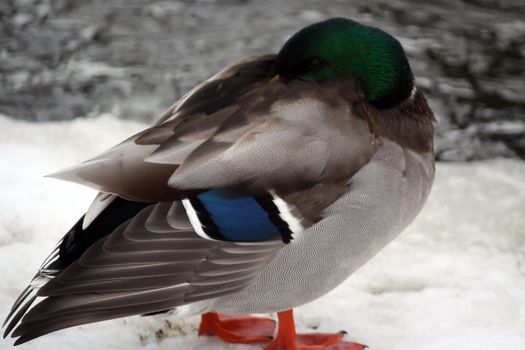 male mallard duck in the snow