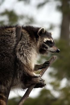 racoon in a tree
