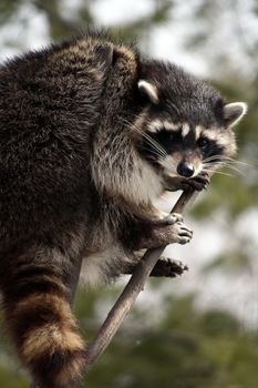 racoon in a tree