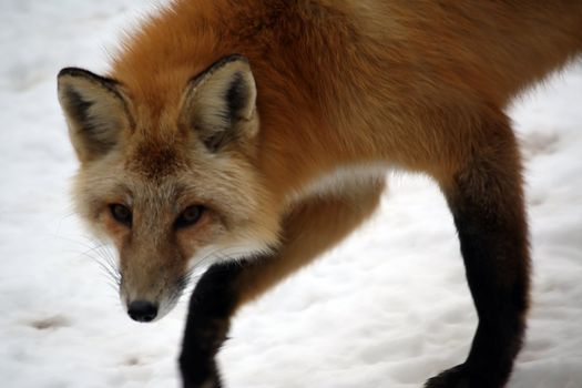red fox in the snow