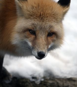 red fox in the snow