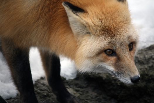 red fox in the snow