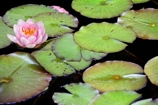 A pink waterlily poking up through lilypads.
