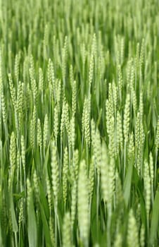 A selective focus image of a young wheat field in the beginning of summer.
