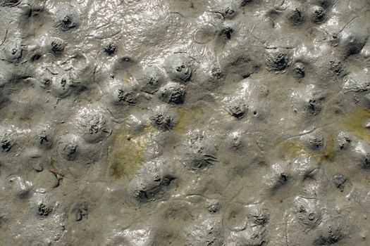 Small houses of Arenicolidae in sand