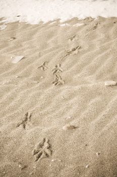 Bird tracks in the winter sand