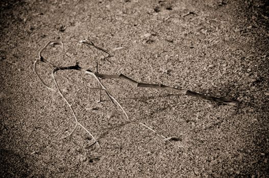 thorn in sand