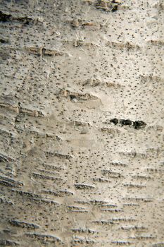 Surface of a birch bark