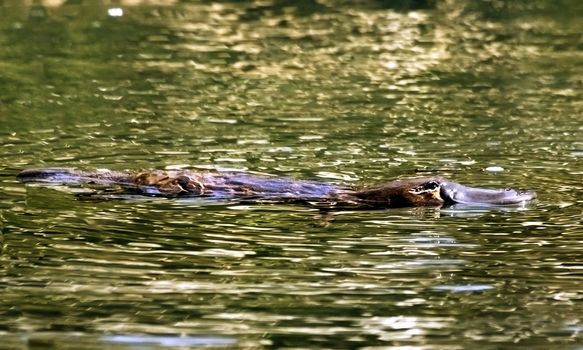 A Platypus (Ornithorhynchus anatinus) on surface of creek in daylight with eyes open.