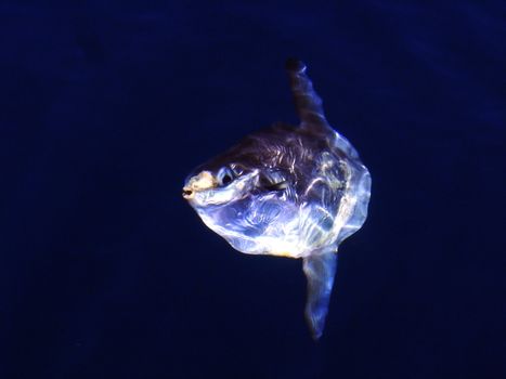 A Sunfish swimming and looking at camera                               