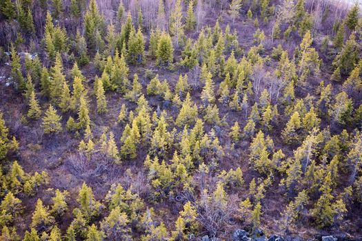 Young fir forest (background)