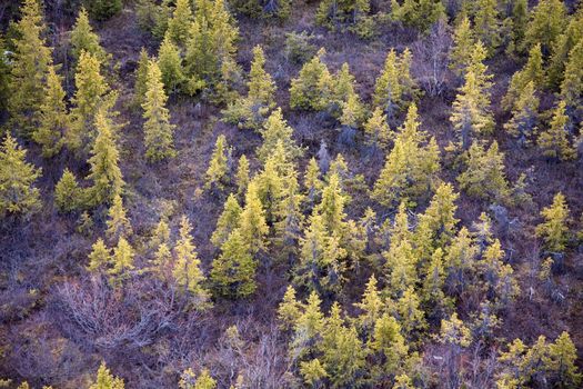 Young fir forest (background)