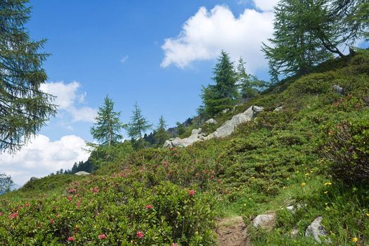 alpine landscape on summer with rhododendron flowers