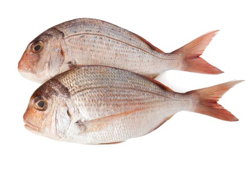 fresh pink sea bream (pagellus) isolated on white background 