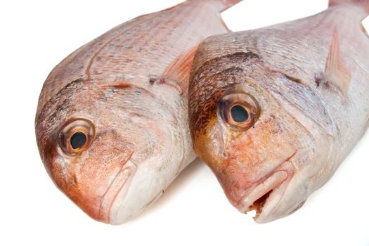 closeup of two pink sea bream (pagellus) isolated on white background 