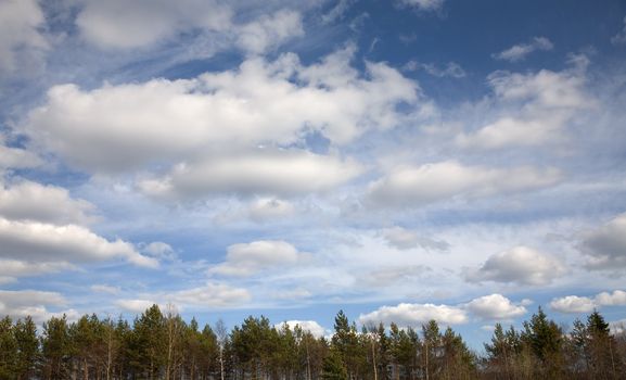 Blue cloudy sky above a wood