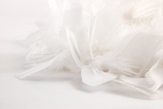 feathers with shallow dof