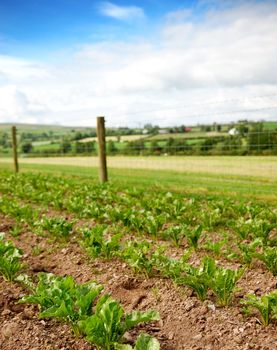 Drills of vegetables growing during summer time