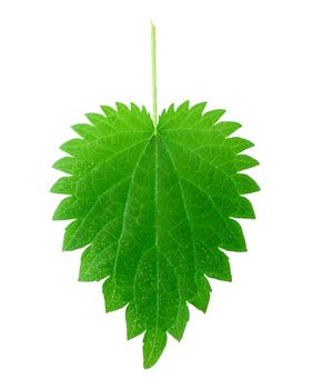 stinging nettle leaf isolated on white background