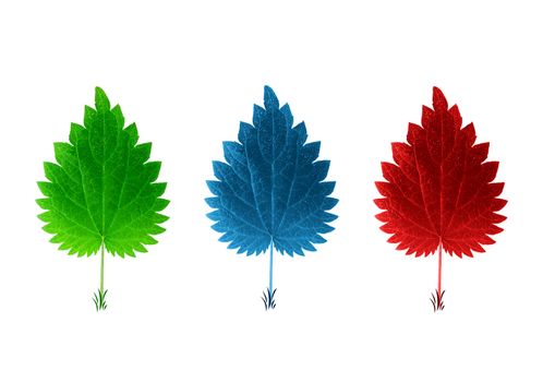 red blue and green leaves on white background