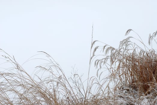 Dry tall grass straw on snowy background