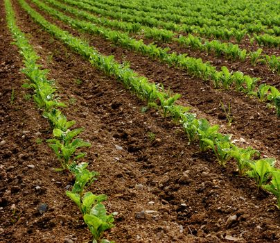 rows of turnips. agricultural concept.