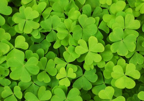 irish patriotic background of green shamrocks