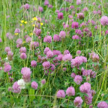 Years lawn covered by a grass and florets