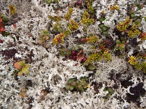 Surface of a bushy lichen in tundra