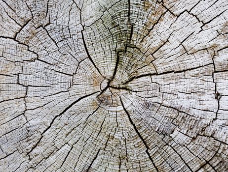 Cut of a trunk of an old tree