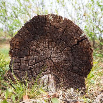 Cut of a trunk of an old tree