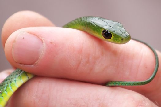 Closeup of a snake being held by a man