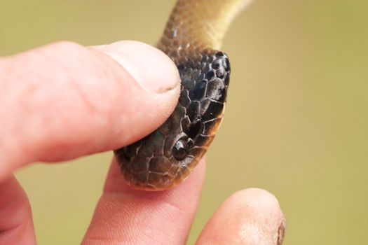 Closeup of a snake being held by a man